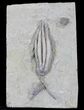 Nicely Preserved Scytalocrinus Crinoid - Indiana #22772-2